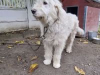 (Miortic) Rüde sucht Zuhause als Einzelprinz