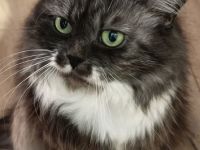 Katzendame sucht neues Zuhause