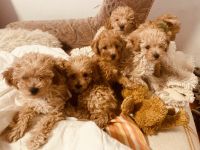 Zwergpudel Welpen in Apricot/Champagner