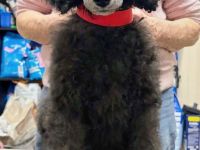 Königspudel Silber Welpen