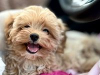 Maltipoo Welpe Hündin
