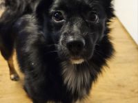 Wolfsspitz Chihuahua  Mix