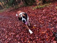 Bernhardiner Senior in gute Hände abzugeben dringend