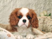 cavalier Hündin zu Verkaufen!