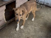 Ruhiges und geduldiges Zuhause für sportlichen Milton