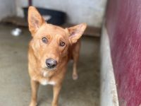 Zweite Chance auf ein gutes Leben für schüchternen Pino