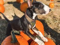 Miniatur Bullterrier Welpe - WhatsApp - 01782428018 📧 Kontakt  E-Mail: Martineschultz98@gmail.com