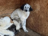 Ängstlicher Freckles sucht Schutzzone