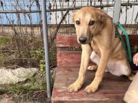 Bezauberndes Hundemädchen Honey