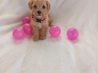 Maltipoo Welpen