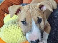 Miniatur Bullterrier Welpen zuverk.