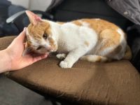 Kuschelschnütchen Felix