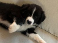 Border collie/shepard welpen