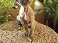 Devon rex Mädchen mit Stammbaum