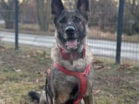 Leika sucht ihr für immer zuhause, dringend!!