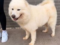 Samojedenhündin Ajoscha