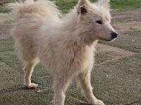 Über Ketty – drei Beine, ganz viel Herz