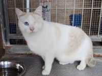 Schmusekater One hätte sooo gern ein kuschliges Zuhause