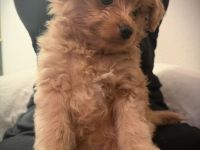 Traumhaft schöne Pomapoo Babys