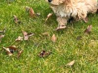 Maltipoo Welpe (Hündin) Beige