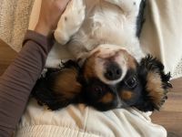 Cavalier King Charles Hündin 3 Jahre alt