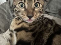 Reinrassige Bengalkatzen (ohne Stammbaum)