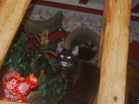 Maine Coon Mädel mit Stammbaum