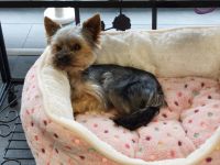 Wurfankündigung Yorkshire Terrier Welpen mit AT