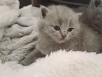 Kartäuser BKH Kitten