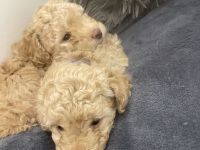 Wunderschöne Zwerg Pudel in APRICOT