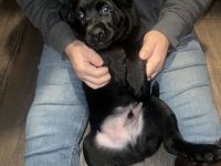 Labradorwelpe(Knuddelbärchen)sucht liebevolles zuhause!!