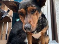 Jacky - Wartet in 61184 Karben