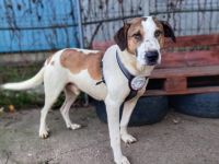 Tom sucht endlich ein glückliches Hundeleben!