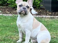 Französische Bulldoggen Welpen