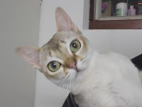 Singapura kitten
