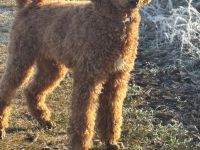 Großpudel,  6 Monate  mit Ahnentafel