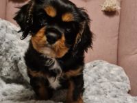 Cavalier King Charles Welpe