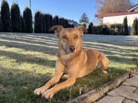 Zuhause gesucht für Puffy