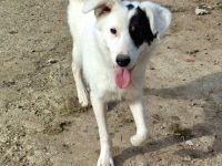 Oreo sucht sein Für-immer-Zuhause