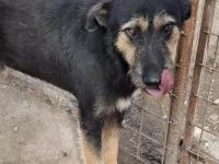 Barney sucht sein Für-immer-Zuhause