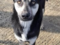 Shane sucht sein Für-immer-Zuhause