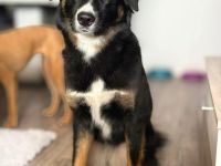 Kiara in 92318 Neumarkt sucht ihr Für-immer-Zuhause