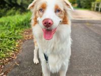 Happy in 74736 Hardheim sucht sein Für-immer-Zuhause