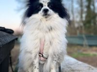 Zoe in 63069 Offenbach sucht ihr Für-immer-Zuhause