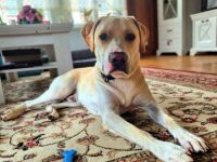 Ludwig in 09514 Lengefeld sucht sein Für-immer-Zuhause