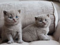 Britisch Kurzhaar Kätzchen - 📱 WhatsApp: 0178 2428018