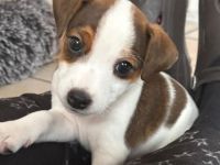 Parson Russel Terrier