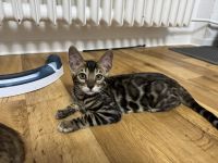 Bengalkatze Kitten Kater