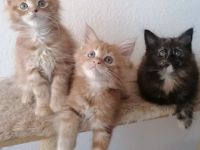 ❤️Liebevolle Maine Coon Kitten❤️