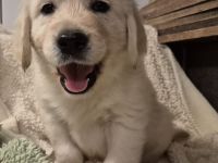 Golden retriever Welpen rüden suchen ein liebevolles Zuhause